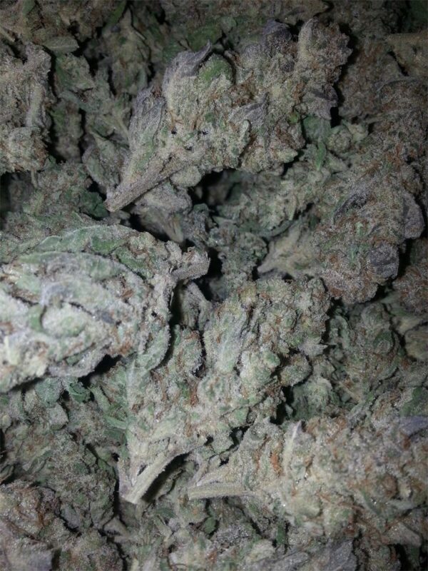 Buy Khalifa Kush Online